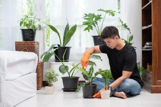 خرید کود آهن برای گیاهان آپارتمانی