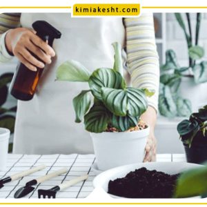 انواع کود آهن برای گیاهان آپارتمانی
