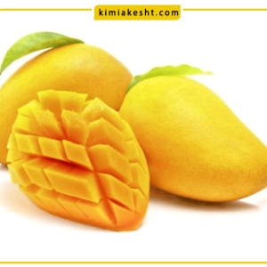 بررسی بهترین کود مناسب درخت انبه