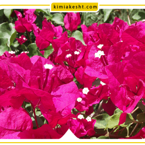 کوددهی مناسب برای گیاهان گل کاغذی