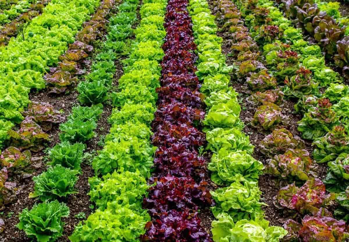 قیمت کود برای رشد سریع سبزیجات