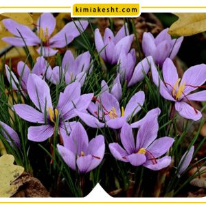 انتخاب و خرید بهترین کود برای زعفران
