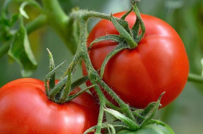 انواع کود برای رشد سریع گوجه فرنگی