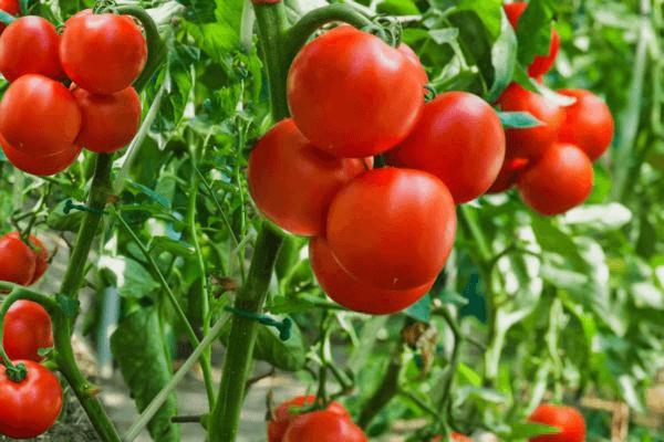 طریقه مصرف و میزان کوددهی گوجه فرنگی
