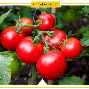 راهنمای انتخاب و مصرف کود برای گوجه فرنگی