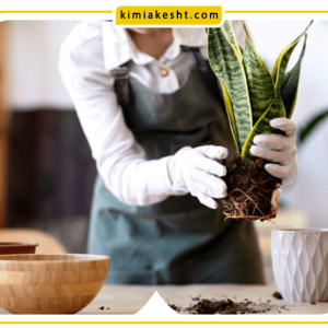 تاثیر کود سه بیست برای سانسوریا