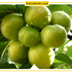 انواع کود درخت گوجه سبز (آلوچه)