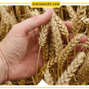 تاثیرات کود آهن برای گندم