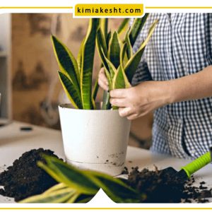 کود آهن برای سانسوریا
