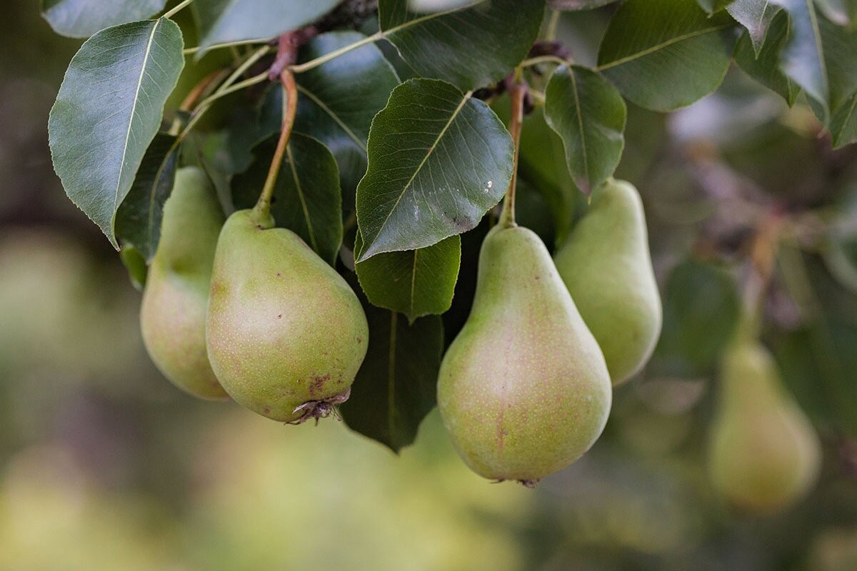 درخت گلابی چند سال یک‌بار میوه می‌دهد