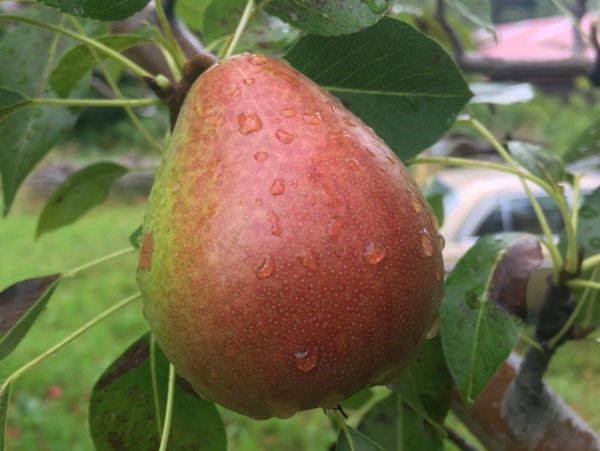 راه‌های درشت شدن میوه درخت گلابی