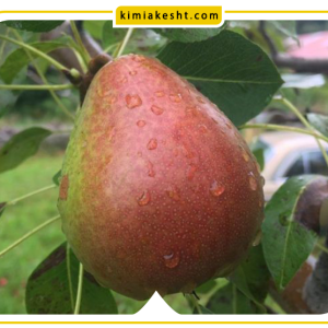درباره میوه دهی درخت گلابی