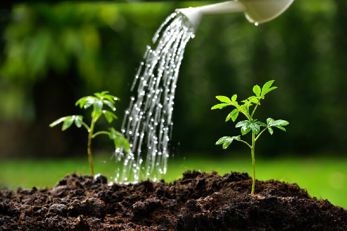 عوامل قلیایی شدن خاک | آبیاری