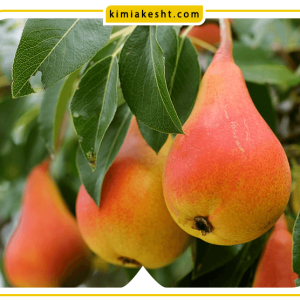 درخت گلابی + صفر تا صد شرایط کاشت و نگهداری
