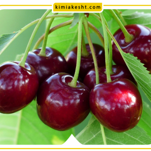 آشنایی با انواع درخت گیلاس + شرایط کاشت و نگهداری
