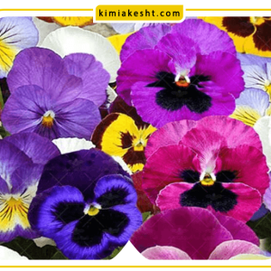همه چیز درباره گل بنفشه