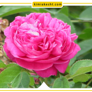 مناسب ترین کود گل محمدی کدام است؟؟