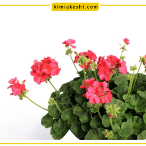 کود مناسب برای گل شمعدانی + خرید کود شمعدانی