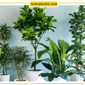 برای سبز و شاداب‌ تر شدن برگ گیاهان چه کنیم؟