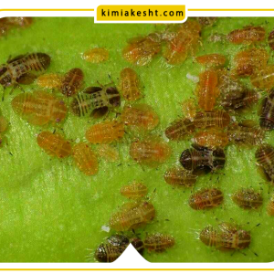 چرخه‌ (سیکل) زندگی پسیل