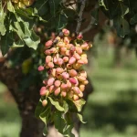 Alternaria-on-pistachio-tree