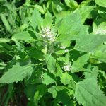 Chenopodium_Album_by_qZat3xcbHwOQ