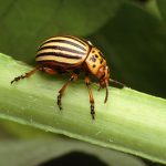 Colorado_potato_beetle