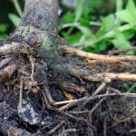 How-to-Manage-Root-Rot-in-Fruit-Nut-and-Landscape-Trees-FB