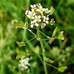 Shepherd'-purse (Capsella bursa-pastoris) by Scout Hut Sapcote SP 4884 9336 (taken 12.5.2006)