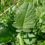 Weed-Wild-Radish-9