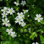 chickweed-stellaria-media-seeds-amkha-seed_469