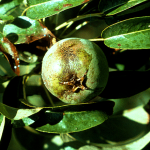 حشره کش آبامکتین (1)