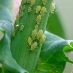 حشره کش آبامکتین (2)