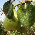 حشره کش آبامکتین (3)