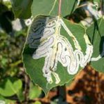 حشره کش آبامکتین (6)