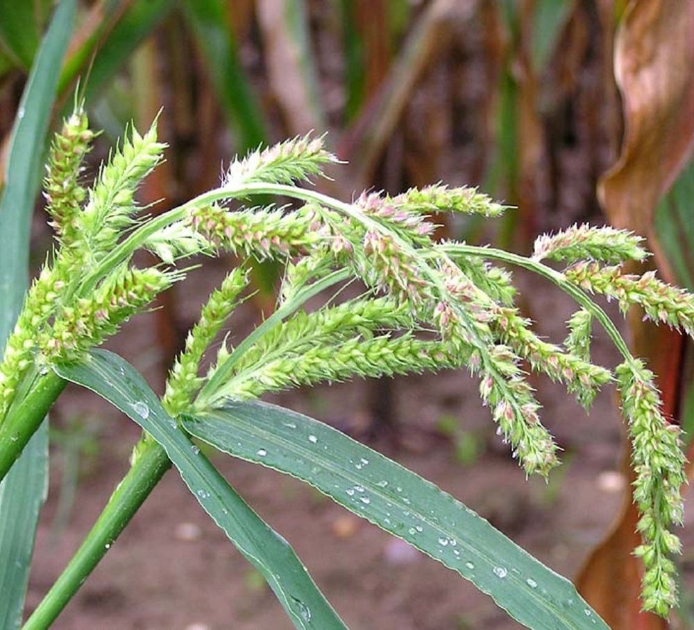 سم علف کش سنکور (متری بوزین)