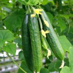 Long,Cucumbers,On,A,Branch,In,A,Greenhouse