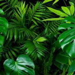 How-to-Clean-the-Leaves-of-Houseplants