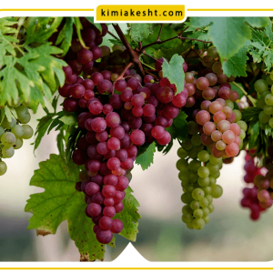 چگونه درخت انگور را پربار کنیم ؟