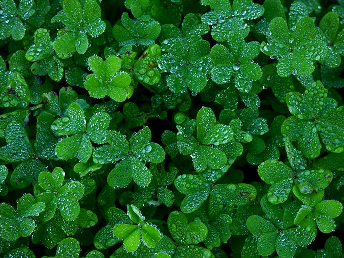 بذر شبدر برسیم