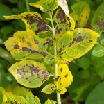 Magnesium deficiency in potatoes reduces the production of green chlorophyll. Leaves turn yellow between the veins and around the edges. The yellow areas may then turn red, purple, or brown.