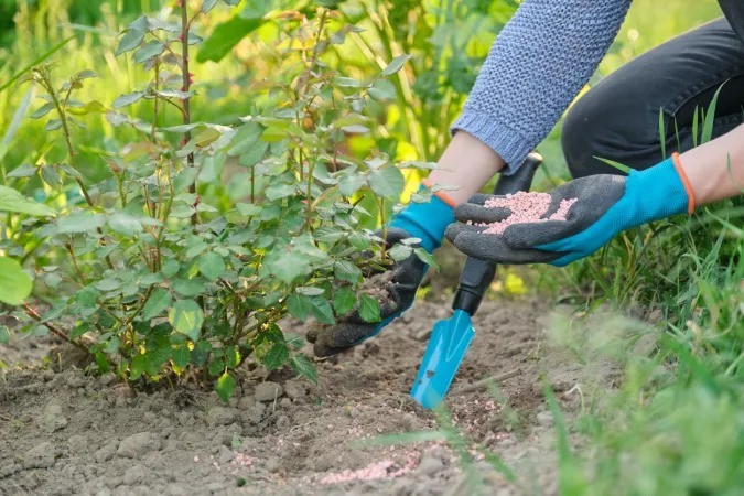 خواص و کاربردهای کود فروت ست برای درختان