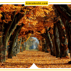 نکات مهم برای مراقبت از درختان و گیاهان در فصل پاییز
