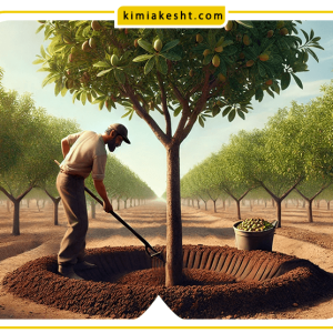 راهنمای کامل چالکود پسته