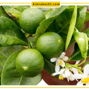 بهترین کود برای درخت لیمو ترش