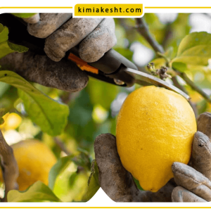 علت میوه ندادن درخت لیمو ترش + راه‌های تقویت درخت