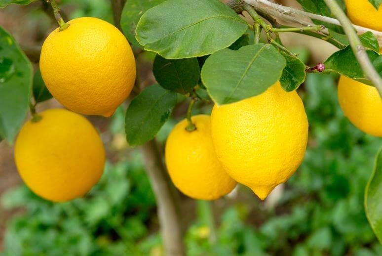 10 علت میوه ندادن درخت لیمو ترش