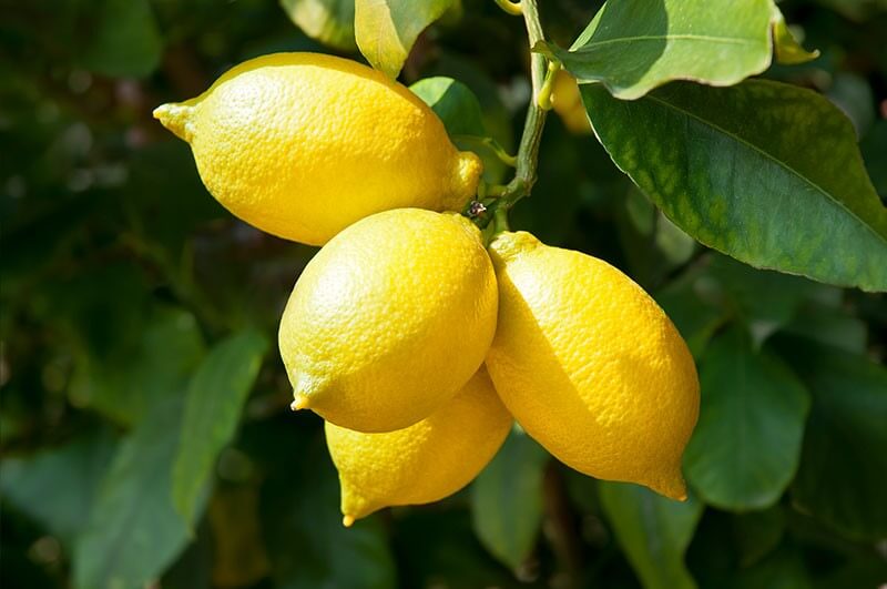 بهترین کود برای رشد سریع درخت لیمو ترش