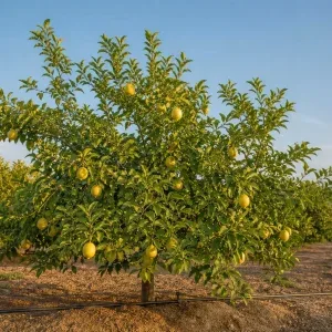 درخت بارده لیمو شیرین در باغ مجهز به آبیاری قطره‌ای