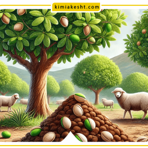 بهترین کود حیوانی یا گوسفندی برای درخت پسته